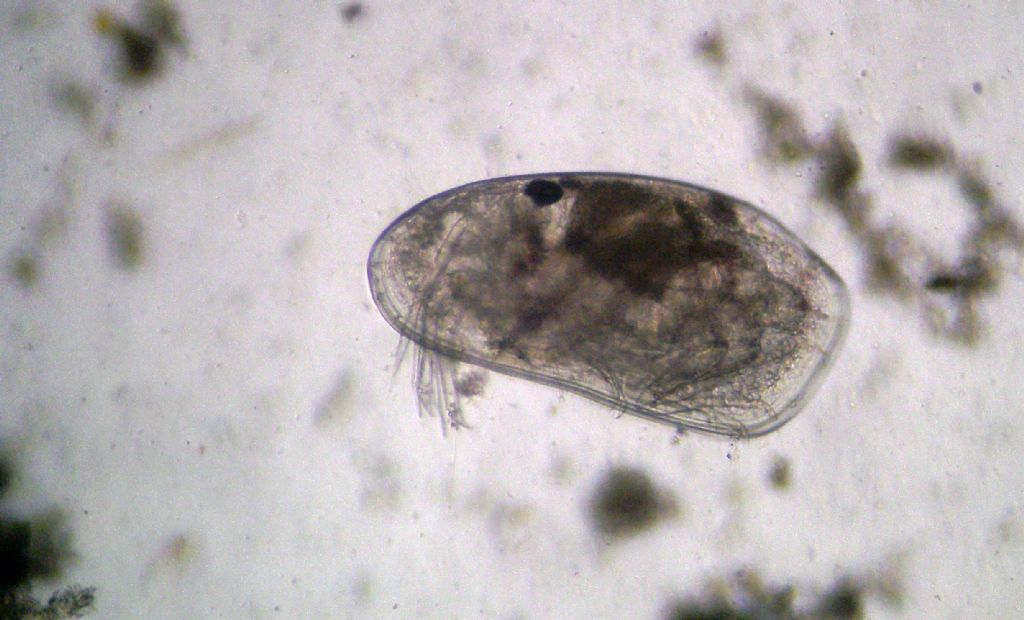 Proviamoci con gli Ostracodi marini